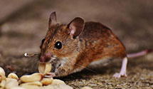 24 Hour & Emergency Exterminators in Cleveland, AL